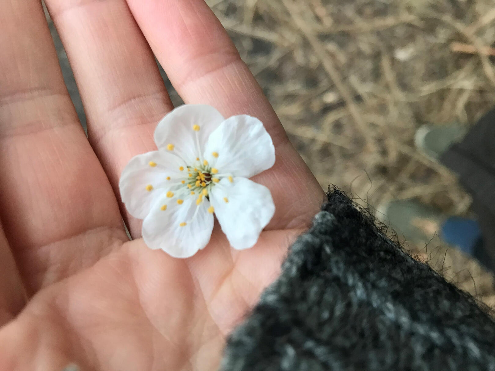 Cherry blossom in Everett Crowley Park, Vancouver, BC