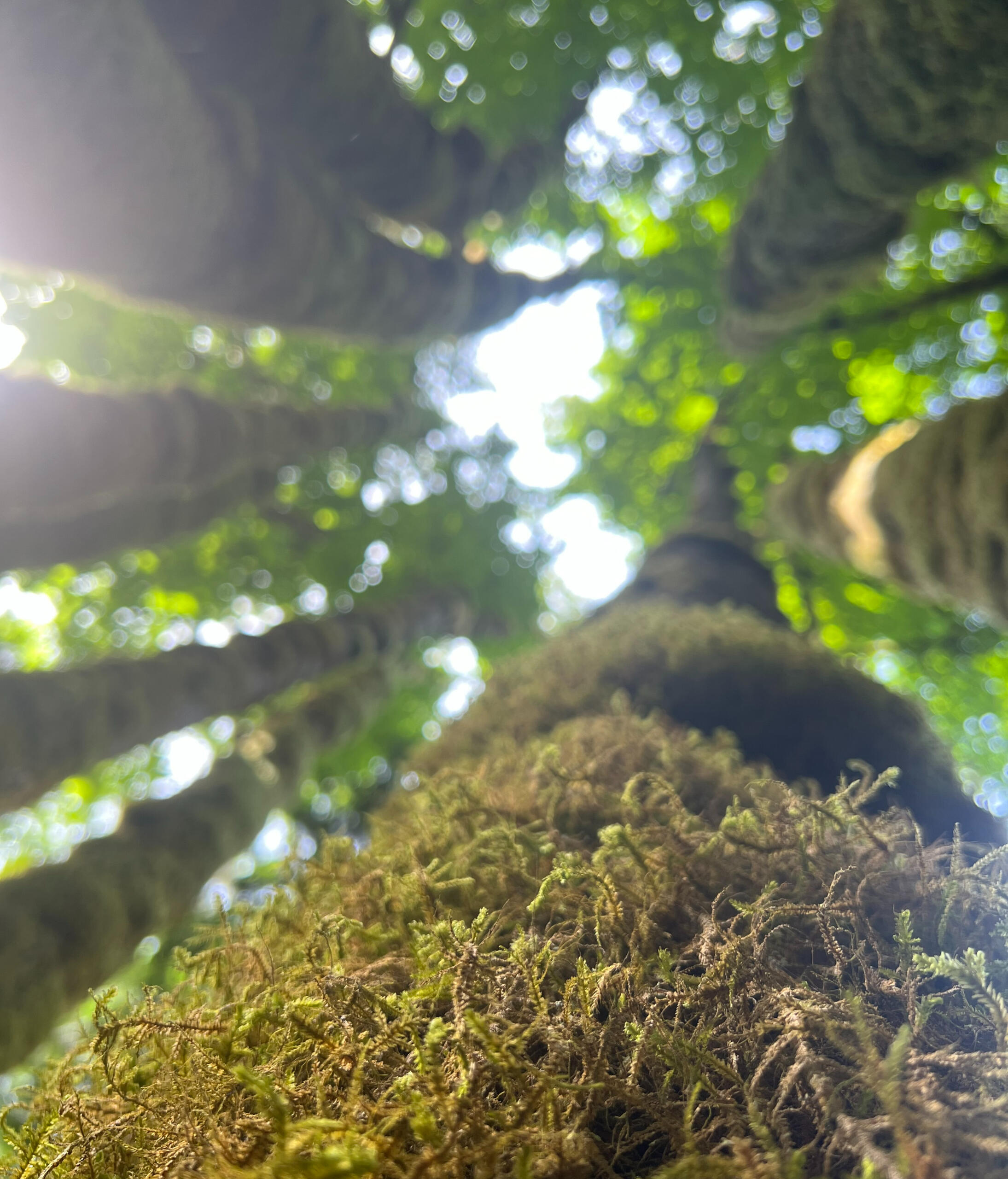 A collection of bigleaf maples beside Chapman Creek, Shíshálh, BC